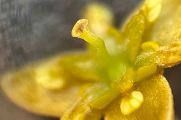 El gen detrás del mecanismo de millones de años que regula el cambio de sexo de las flores del aguacate 3 El gen detrás del mecanismo de millones de años que regula el cambio de sexo de las flores del aguacate