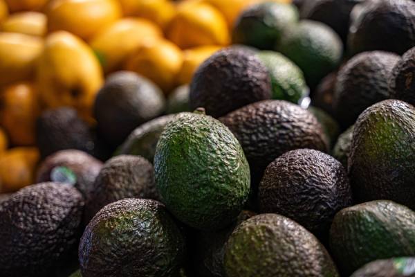 La cosecha de aguacates de California mantiene su proyección mientras se acelera la demanda 2 La cosecha de aguacates de California mantiene su proyección mientras se acelera la demanda