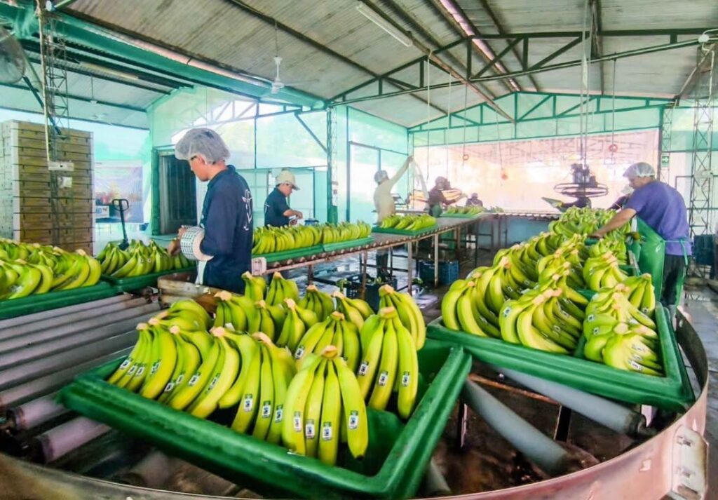 Bananas peruanas ingresan por primera vez al mercado chino vía Chancay-Shanghái 3 Bananas peruanas ingresan por primera vez al mercado chino vía Chancay-Shanghái