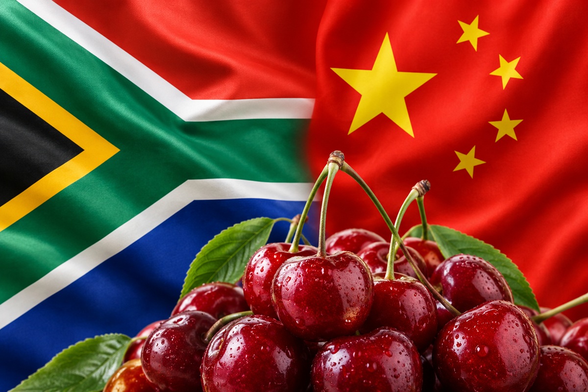 Productores sudafricanos de cerezas accederán por primera vez al mercado chino 3 Productores sudafricanos de cerezas accederán por primera vez al mercado chino
