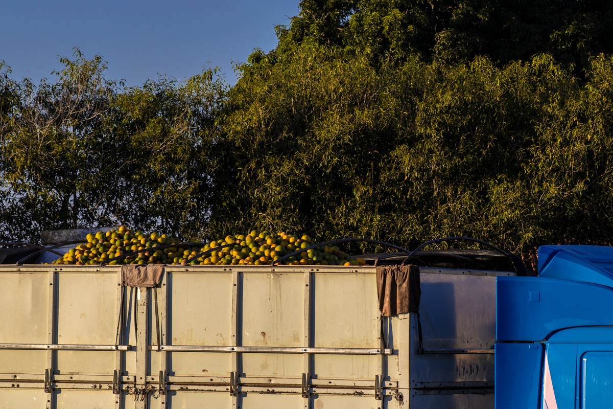 La paradoja del greening en Brasil: menor avance, pero mayor severidad en los huertos 3 La paradoja del greening en Brasil: menor avance, pero mayor severidad en los huertos
