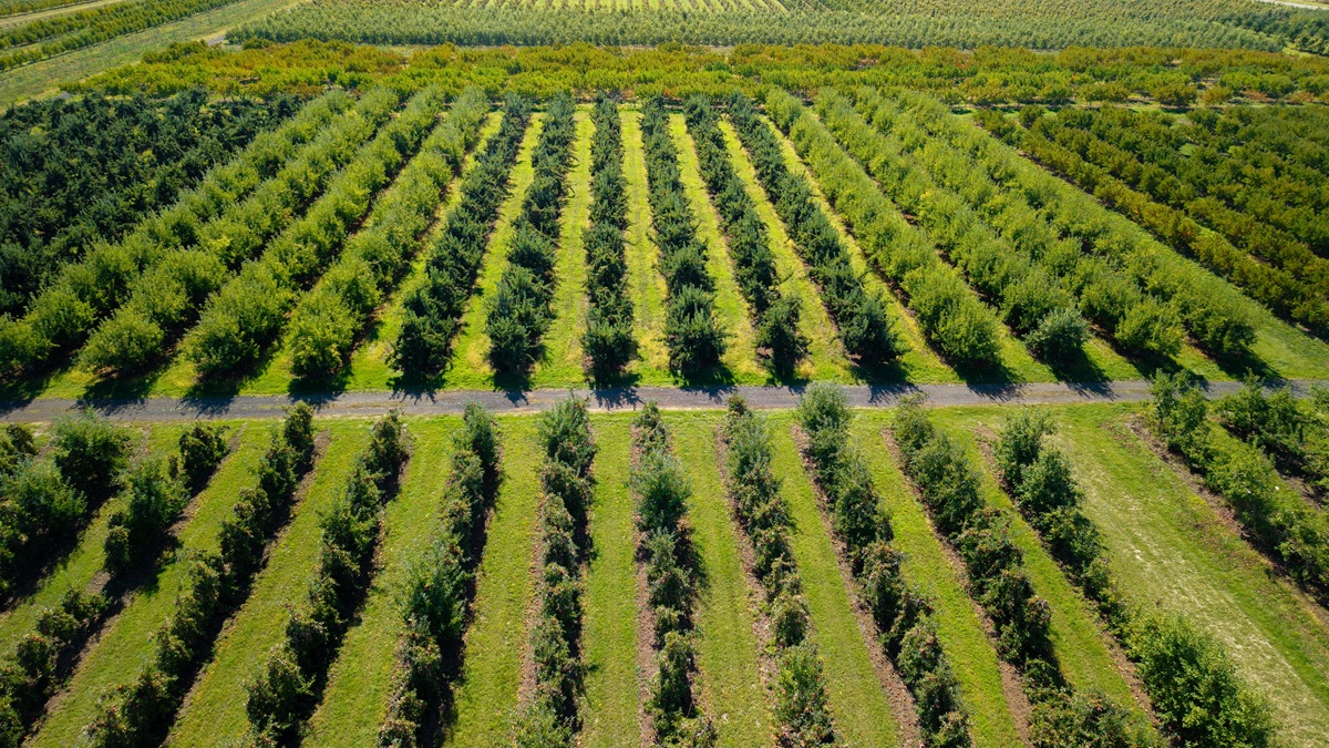 Manzana mexicana supera en ocho meses la mitad de la producción de 2025 2 Manzana mexicana supera en ocho meses la mitad de la producción de 2025
