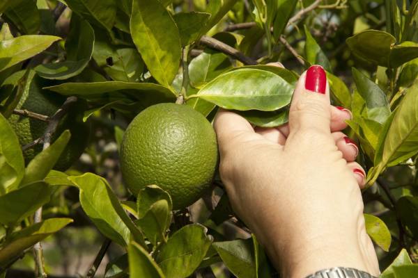 Cómo la transición hacia cultivares resistentes al HLB podría transformar la economía de los cítricos 1 Cómo la transición hacia cultivares resistentes al HLB podría transformar la economía de los cítricos