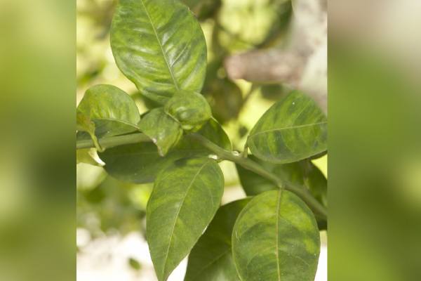 Cómo la transición hacia cultivares resistentes al HLB podría transformar la economía de los cítricos 3 Cómo la transición hacia cultivares resistentes al HLB podría transformar la economía de los cítricos
