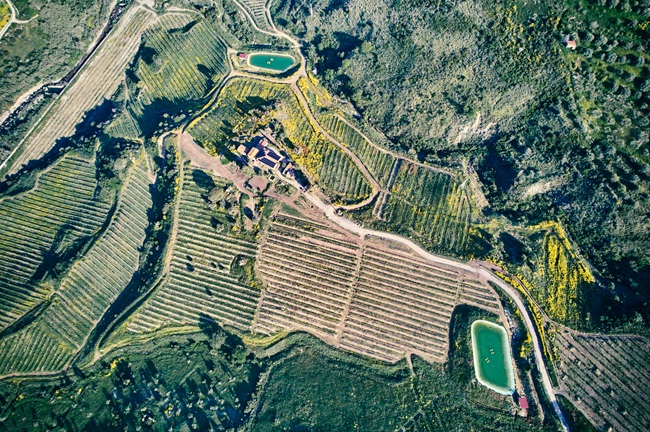 Consumo de aguacate crece en Italia y Halaesa acelera su expansión productiva en Sicilia 1 Consumo de aguacate crece en Italia y Halaesa acelera su expansión productiva en Sicilia