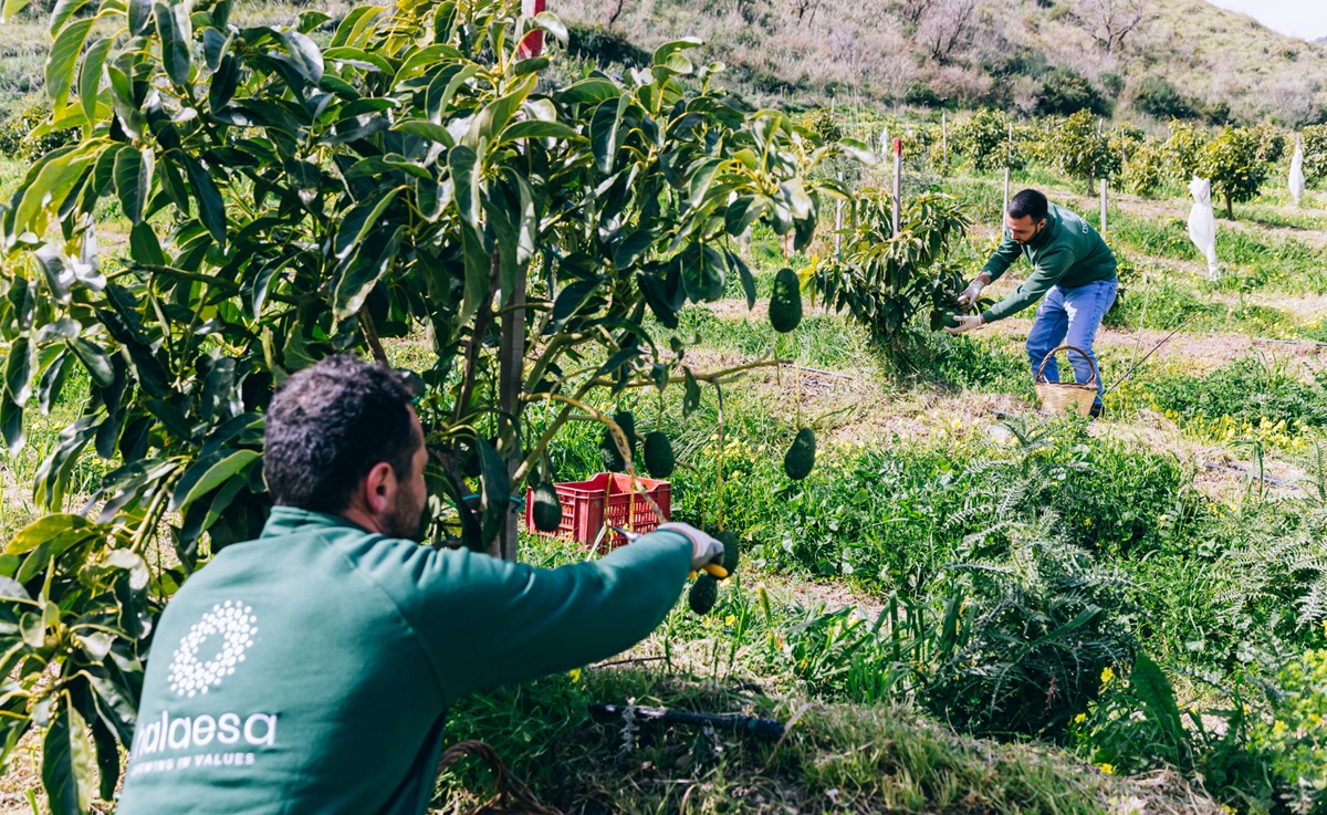 Consumo de aguacate crece en Italia y Halaesa acelera su expansión productiva en Sicilia