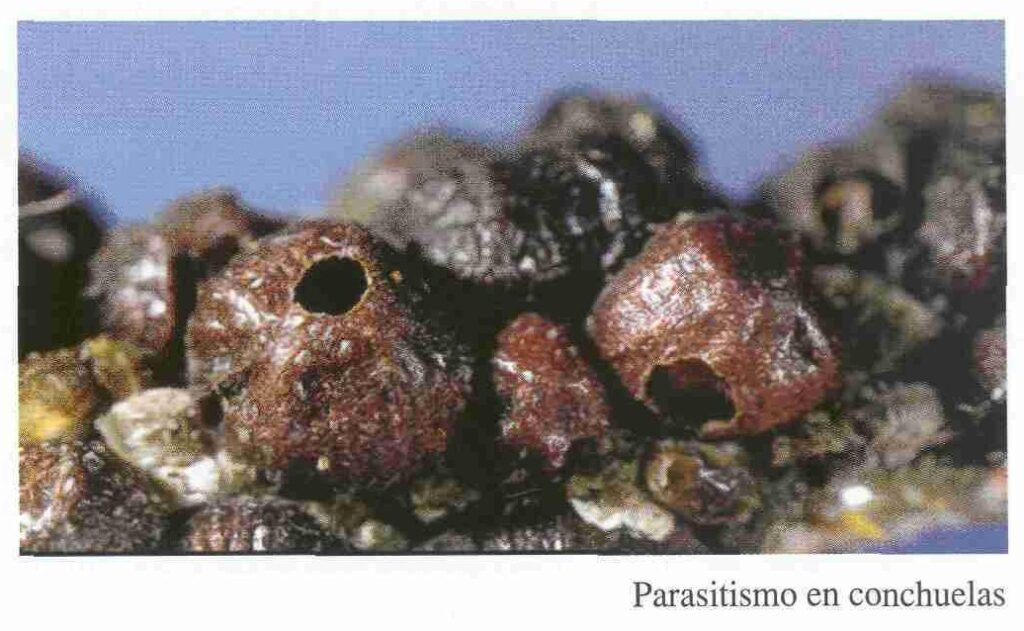 conchuela negra