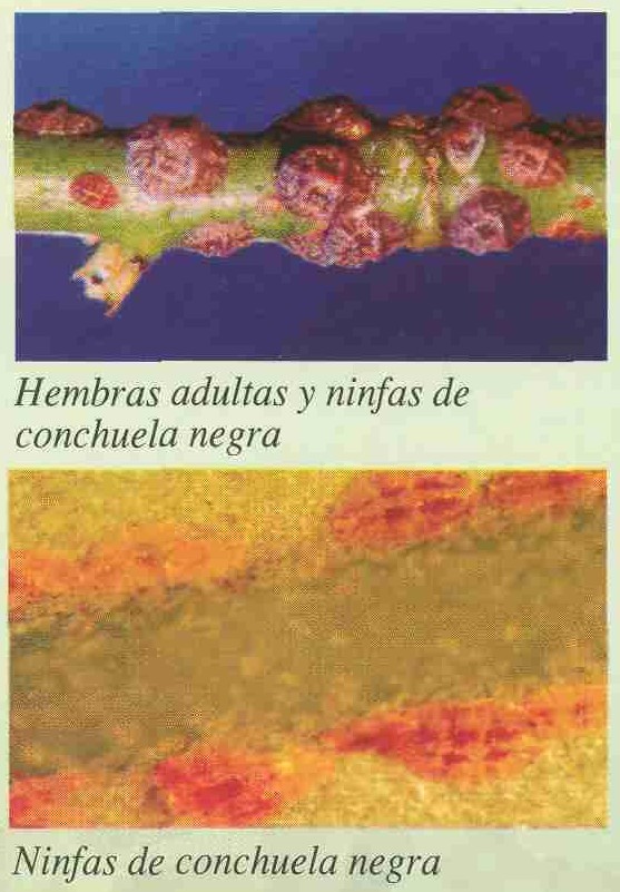 conchuela negra