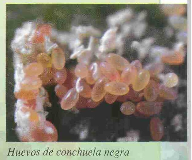 conchuela negra