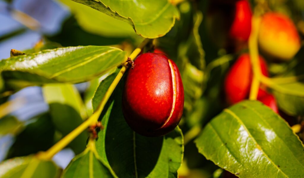 Jujuba o dátil chino: el fruto asiático que busca conquistar nuevos mercados