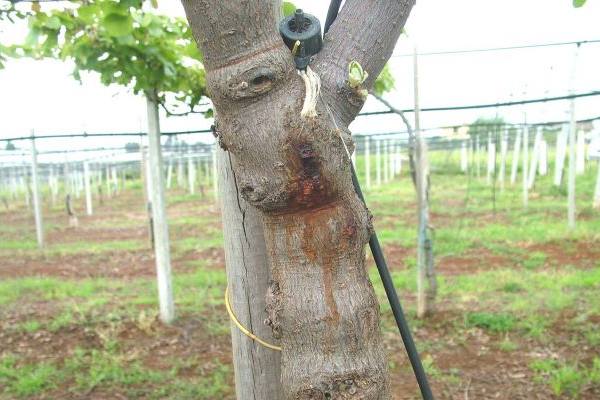 kiwi bacterial canker