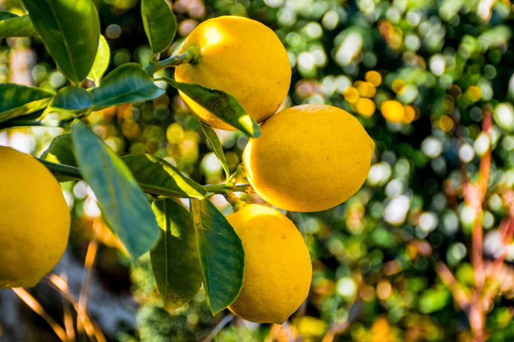 Campaña de limón Fino en Murcia podría retrasarse al menos un mes por escaso calibre y altas temperaturas.