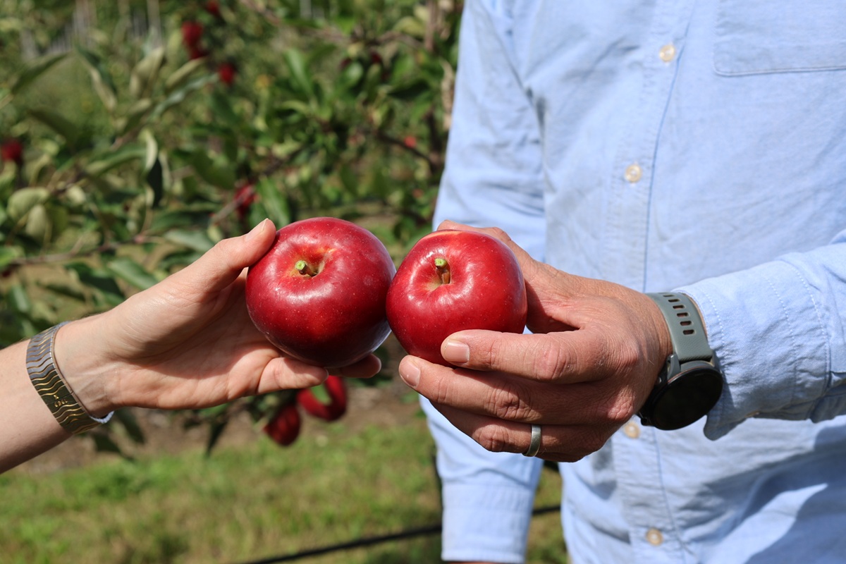 Mansfields inicia primera temporada comercial de manzanas Sassy cultivadas en Reino Unido