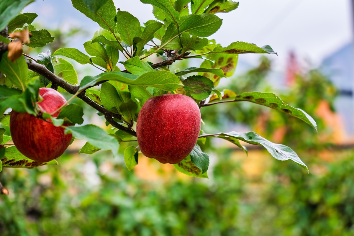 Manzana mexicana supera en ocho meses la mitad de la producción de 2025 1 Manzana mexicana supera en ocho meses la mitad de la producción de 2025