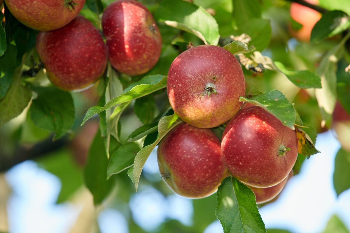 Nuevas variedades de manzanas: un tema muy complejo