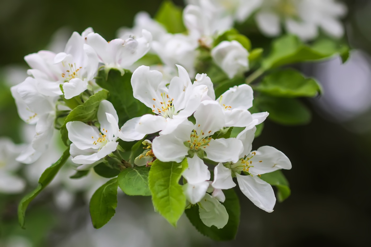 Lluvias primaverales podrían afectar floración y calidad de frutales en Chile 4 Lluvias primaverales podrían afectar floración y calidad de frutales en Chile