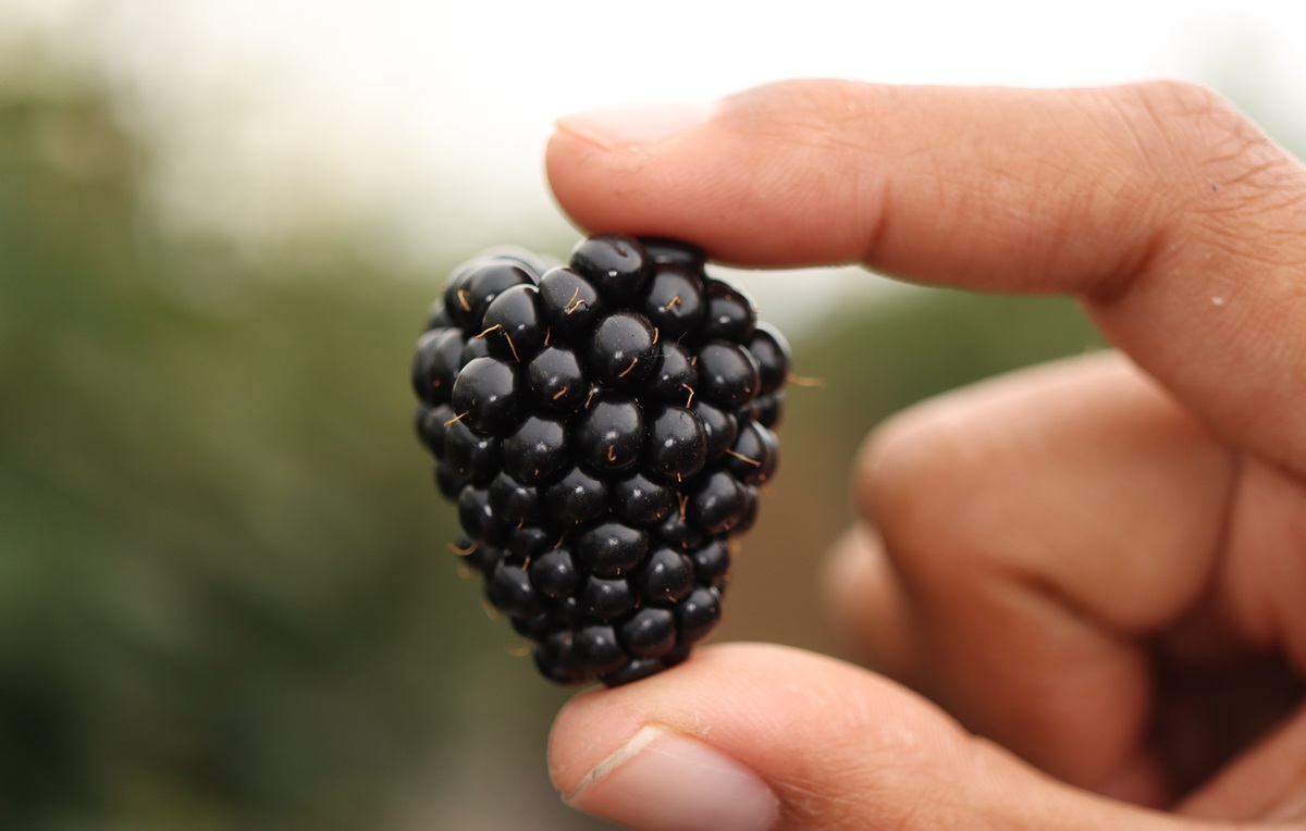 Planasa lleva a Fruit Attraction su propuesta global de berries y nuevos avances en genética 3 Planasa lleva a Fruit Attraction su propuesta global de berries y nuevos avances en genética