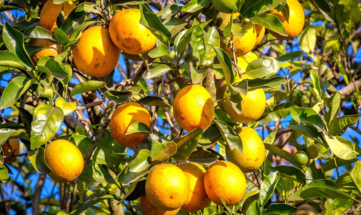 La paradoja del greening en Brasil: menor avance, pero mayor severidad en los huertos 6 La paradoja del greening en Brasil: menor avance, pero mayor severidad en los huertos