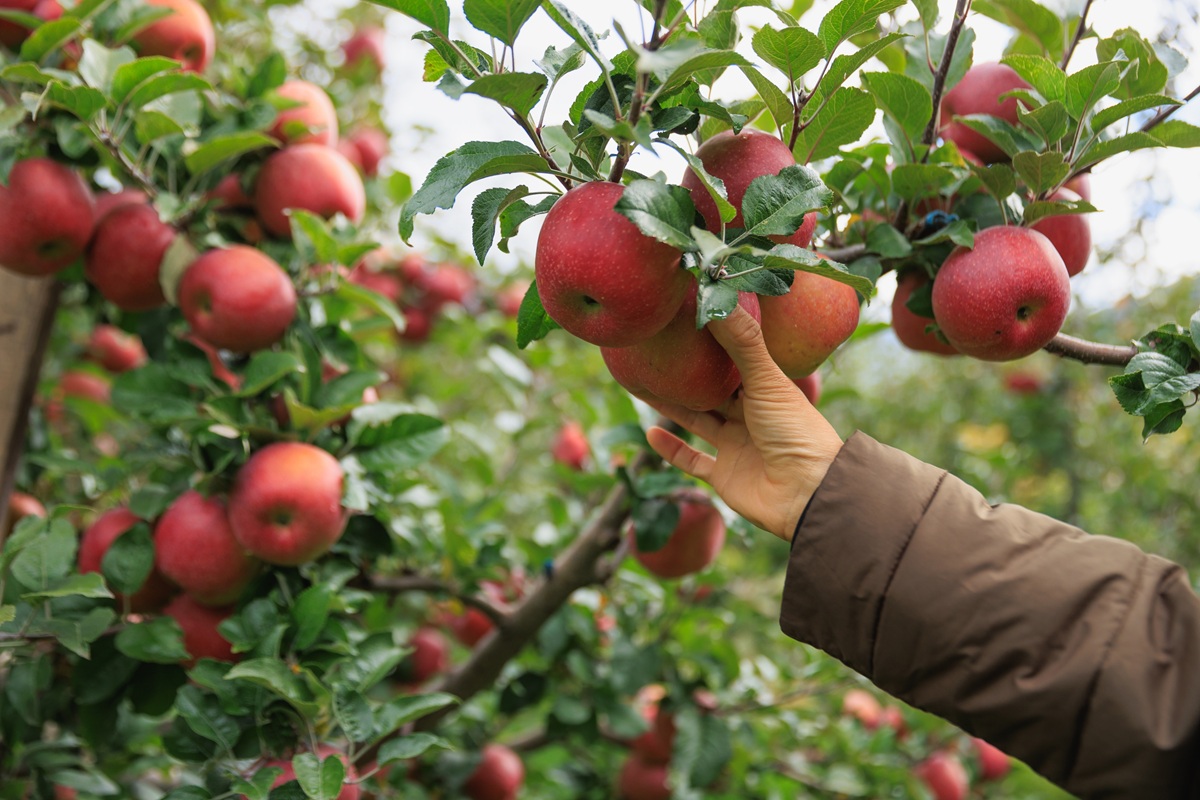 Mercado japonés de fruta fresca apunta a alcanzar un valor de US$21.000 millones en 2031 6 Mercado japonés de fruta fresca apunta a alcanzar un valor de US$21.000 millones en 2031