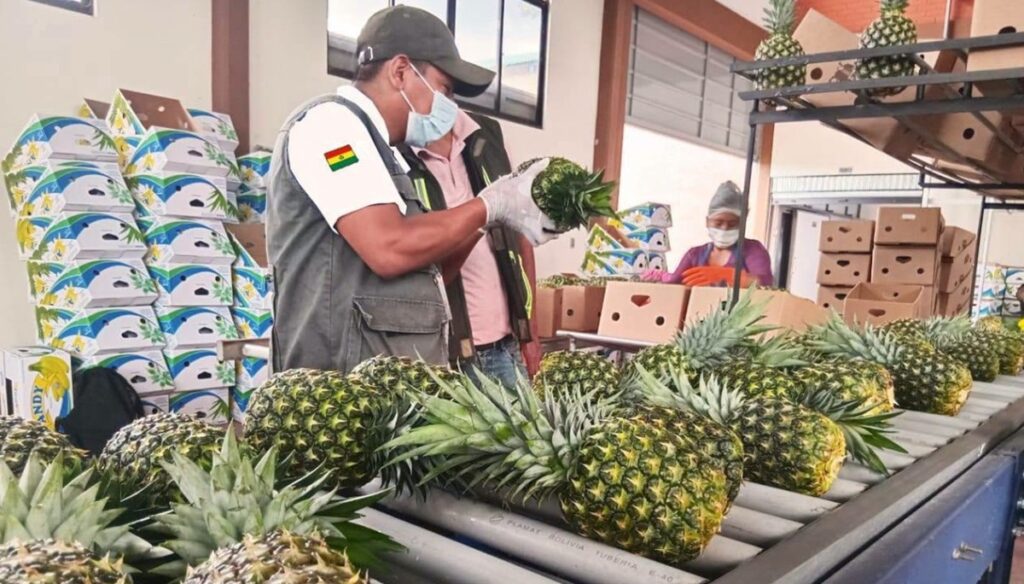 Bolivia certifica primer cargamento de piña de 2026 con destino a Chile