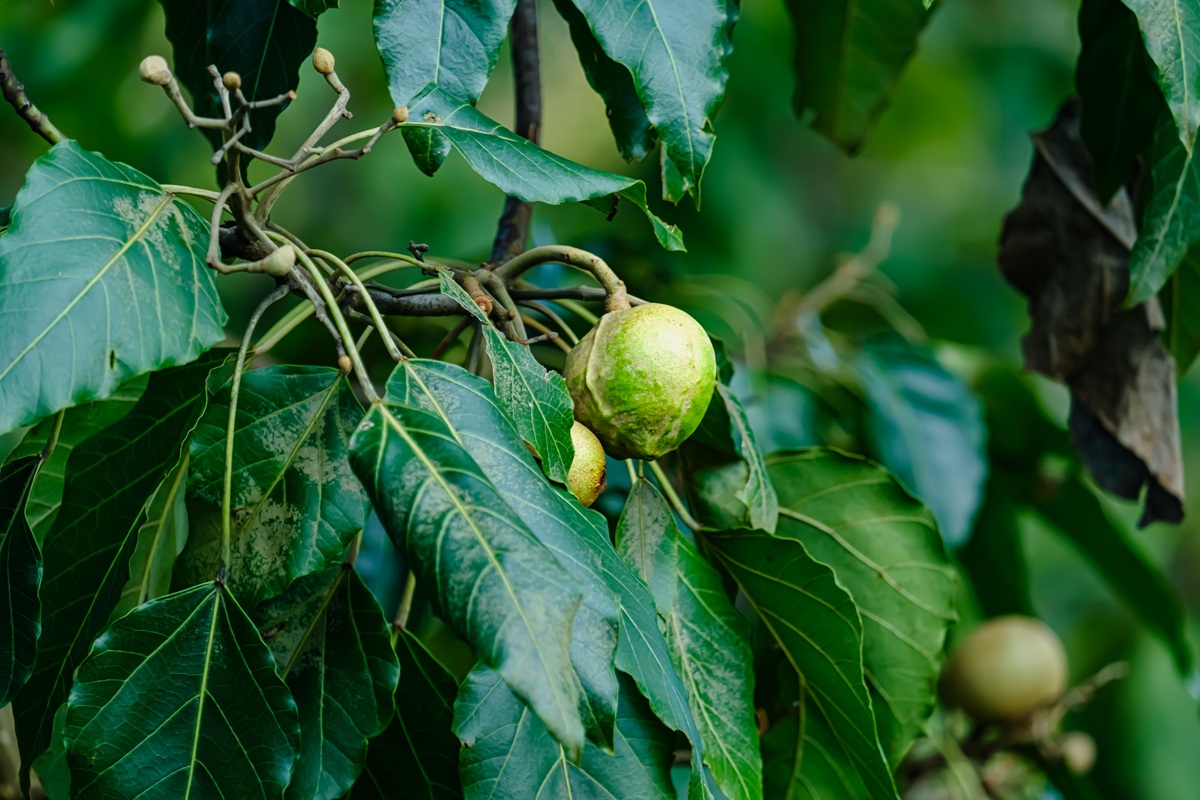 Industria sudafricana de la macadamia pone el foco en aumentar el valor por hectárea