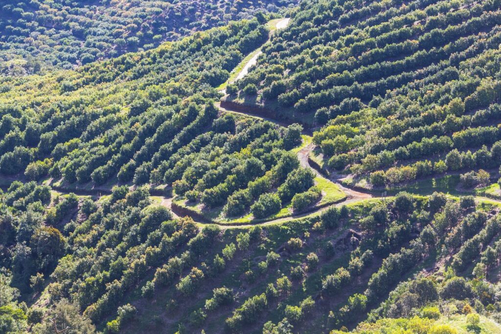 Colombia: Ministerio de Agricultura anuncia medidas para fortalecer la productividad y competitividad del aguacate Hass