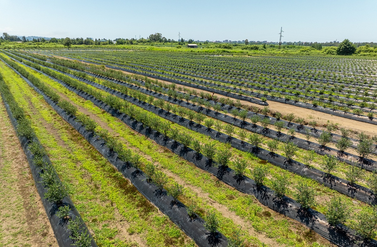 Reajuste global del arándano: de la rápida expansión a un mercado impulsado por la calidad