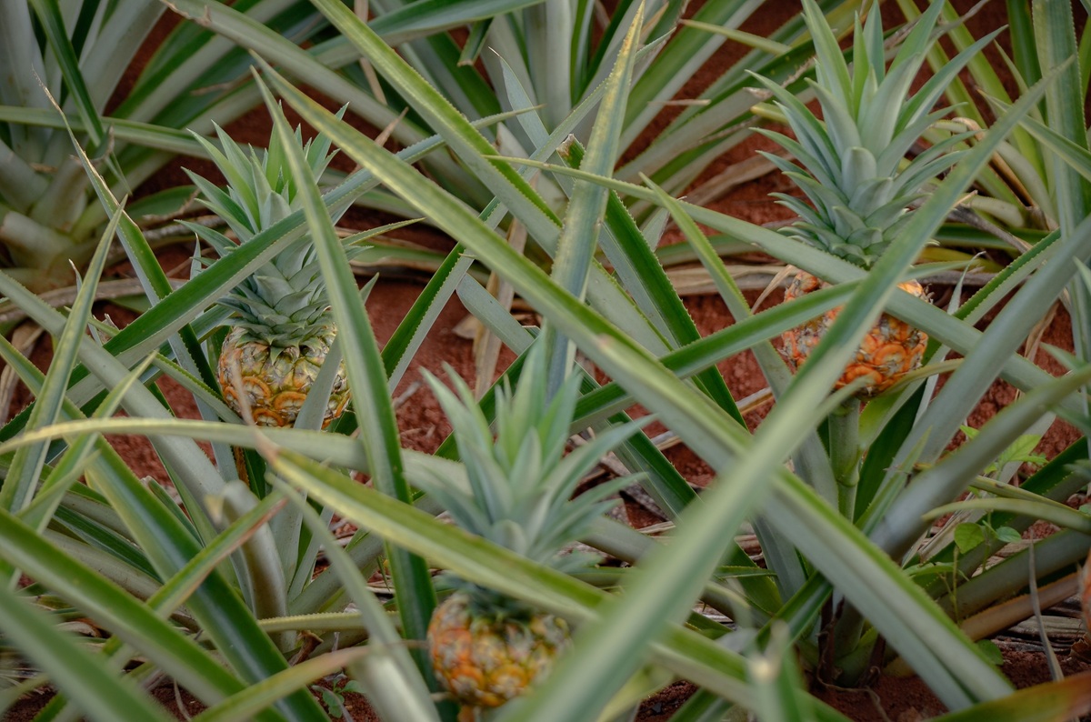 Piña fresca de Costa Rica se podrá exportar al mercado brasileño 4 Costa Rica podrá exportar piña fresca al mercado brasileño