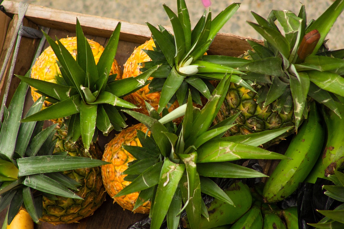 Bolivia certifica primer cargamento de piña de 2026 con destino a Chile