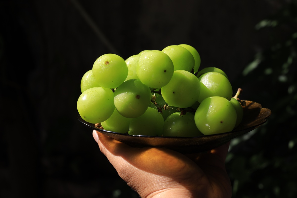 China exporta por primera vez uvas Shine Muscat de Zhejiang a Bélgica
