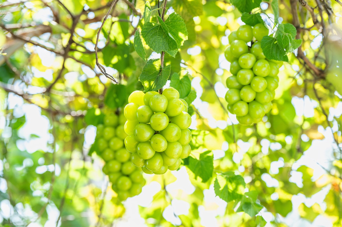 China exporta por primera vez uvas Shine Muscat de Zhejiang a Bélgica