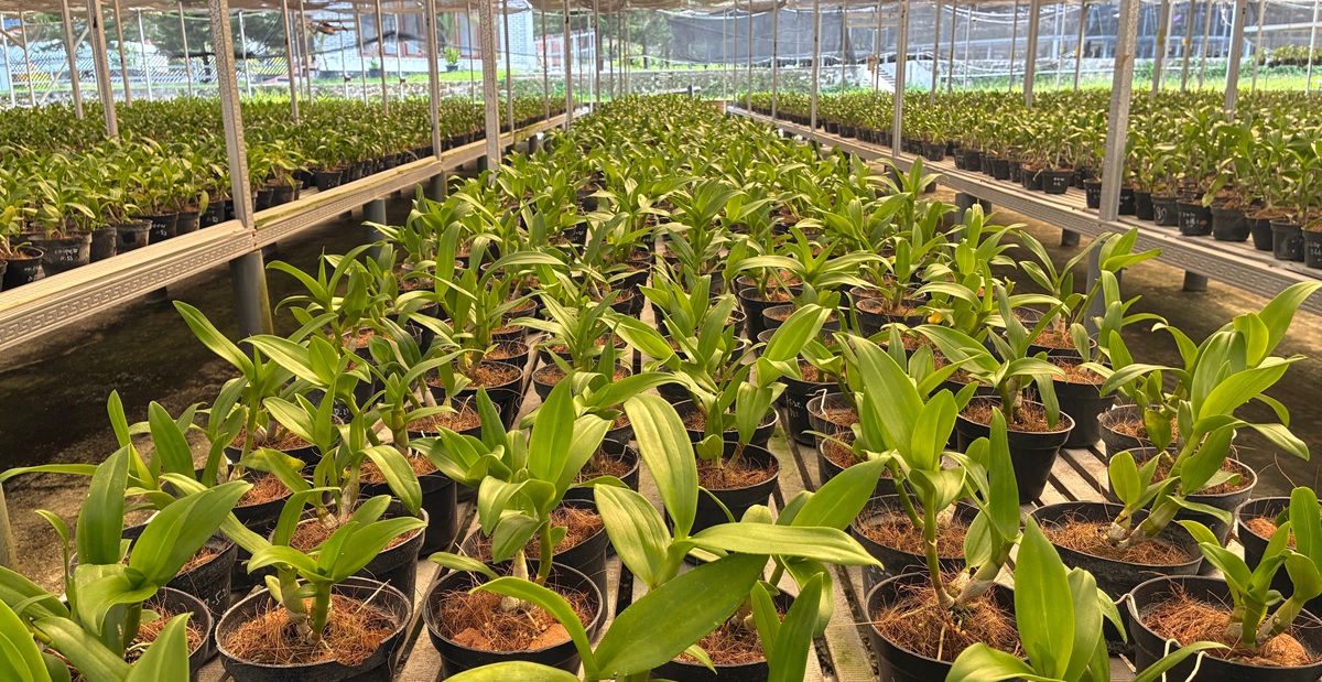 Hinojosa presenta en Fruit Attraction una innovadora biomaceta compostable para el cultivo en vivero