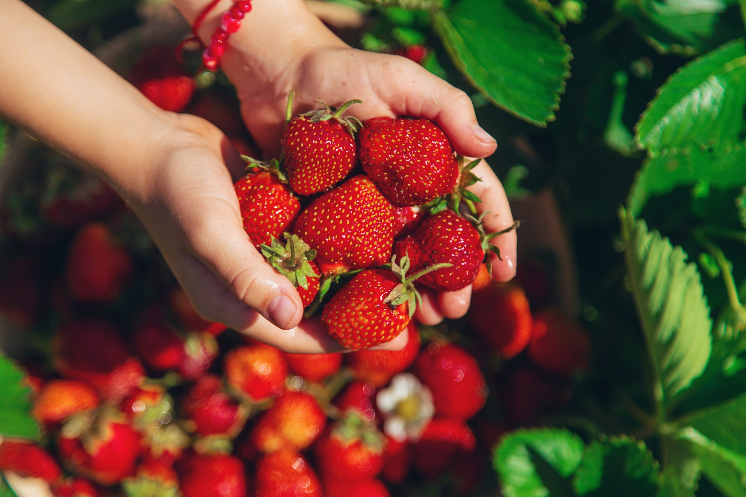 Fresa peruana busca convertirse en el próximo gran producto de la canasta agroexportadora 3 Fresa peruana busca convertirse en el próximo gran producto de la canasta agroexportadora