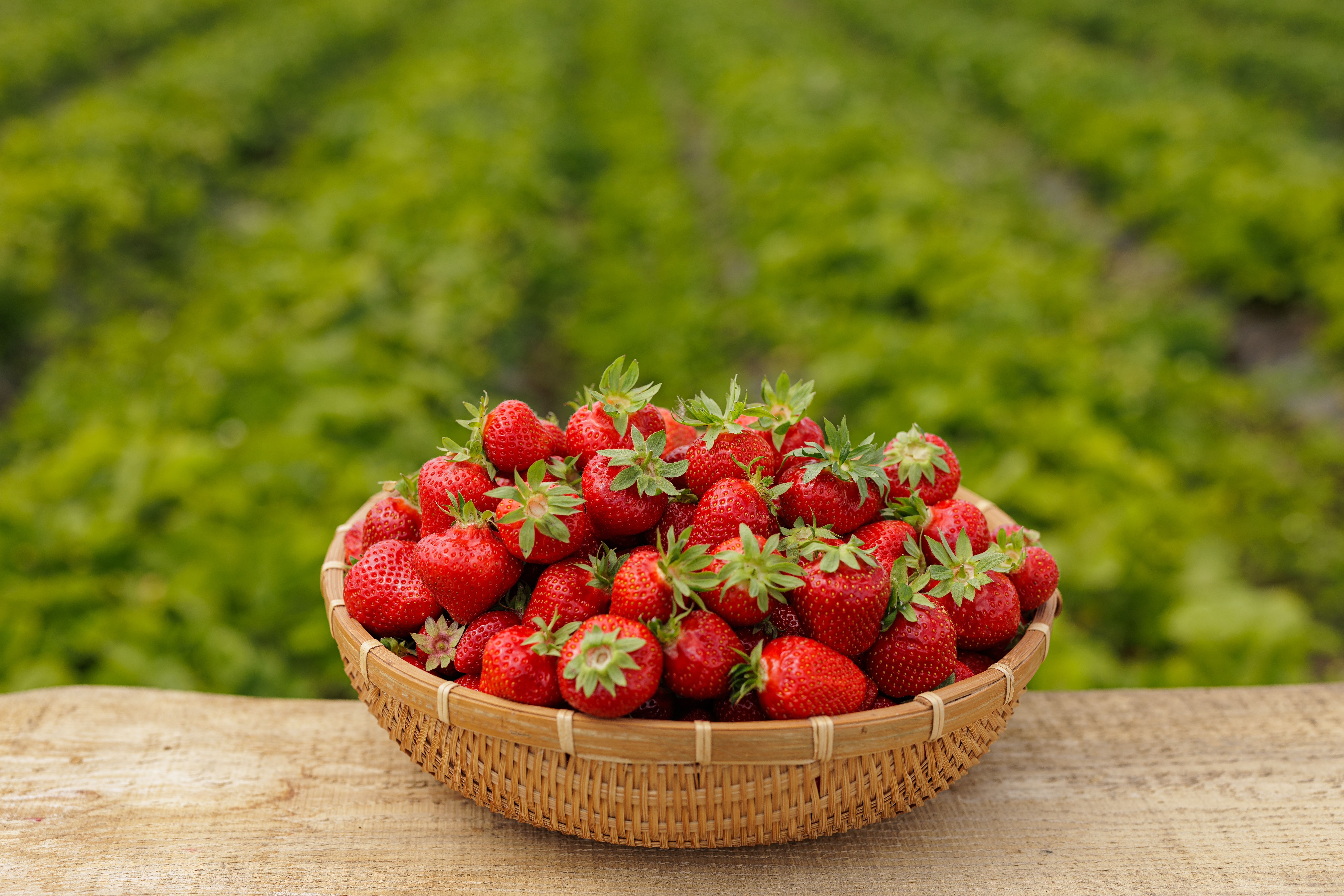Fresa peruana busca convertirse en el próximo gran producto de la canasta agroexportadora 6 Fresa peruana busca convertirse en el próximo gran producto de la canasta agroexportadora