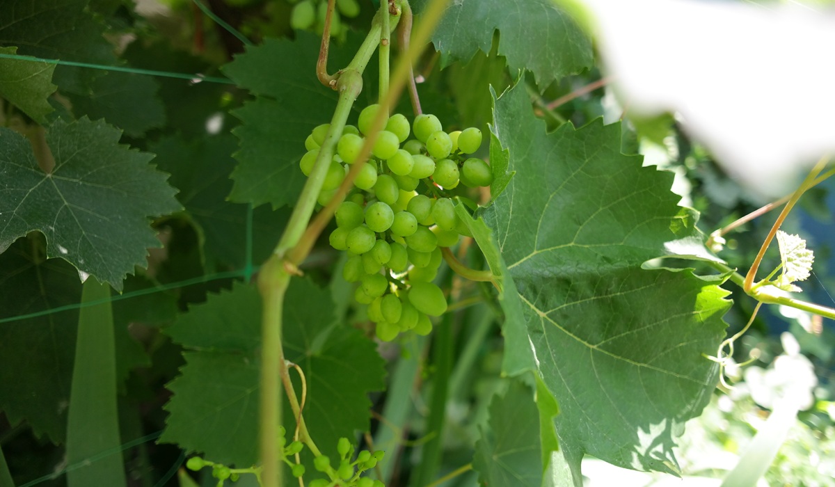 Lluvias primaverales podrían afectar floración y calidad de frutales en Chile