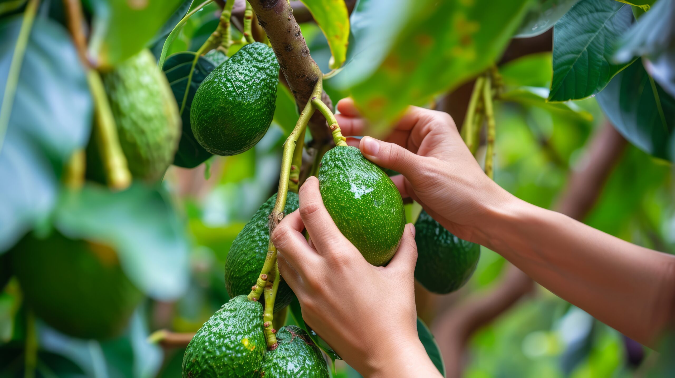 Producción de aguacate en Colombia 
