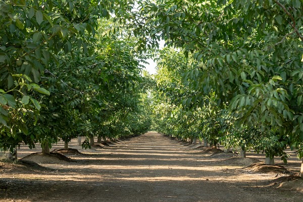 La cosecha de nueces de California se acerca a su recta final con buena calidad 2 nueces