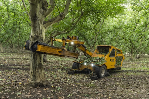 La cosecha de nueces de California se acerca a su recta final con buena calidad 3 2023.Tree Shaker 12 3 scaled 1