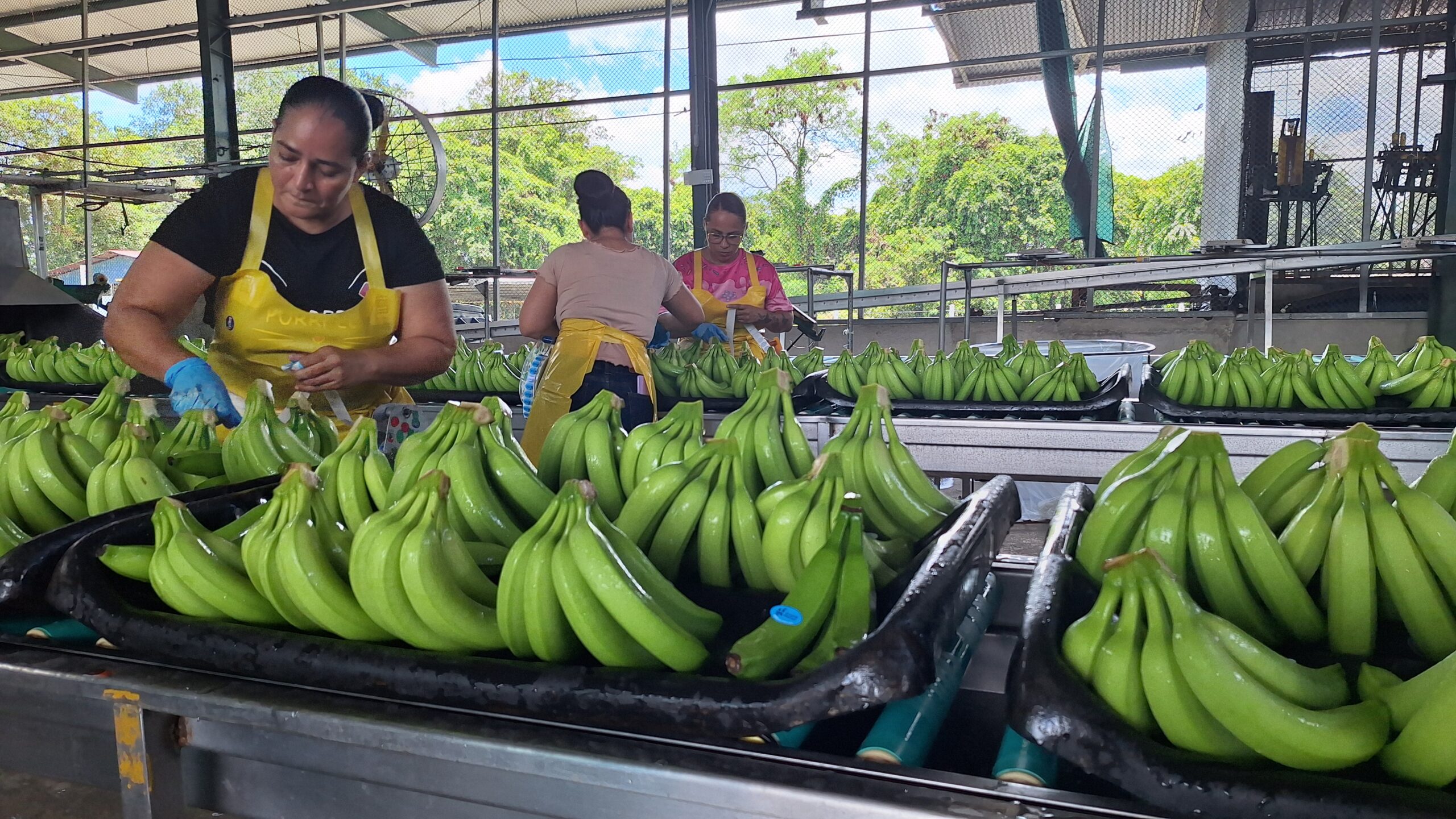 CORBANA recomienda aumentar el precio mínimo de la caja de banano respecto a 2025