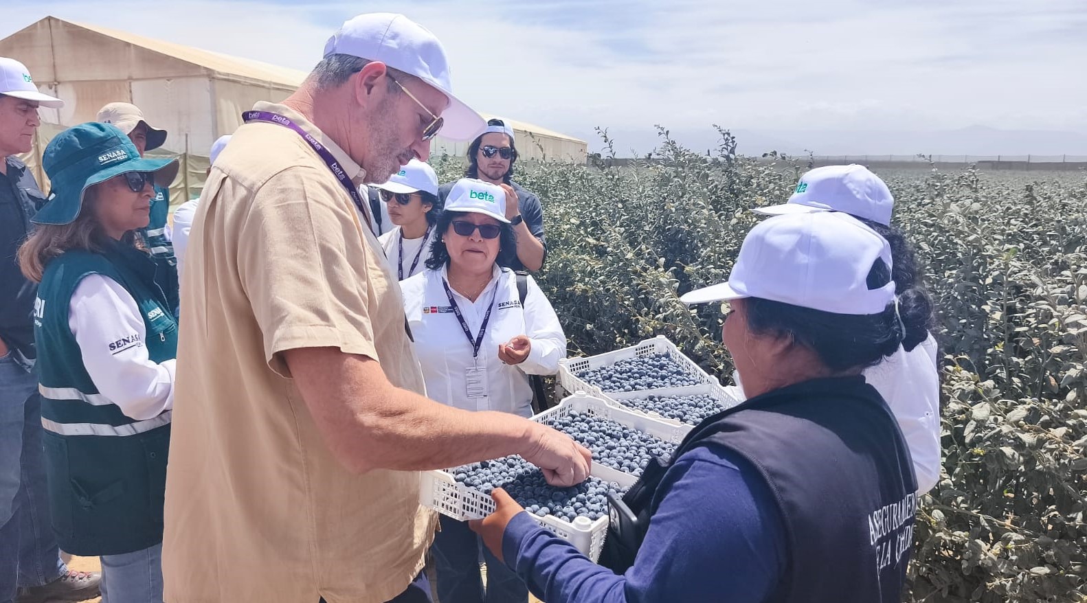Agroexportaciones peruanas fortalecen cooperación sanitaria con Estados Unidos 1 Representantes de APHIS realizaron recorridos en los campos peruanos.