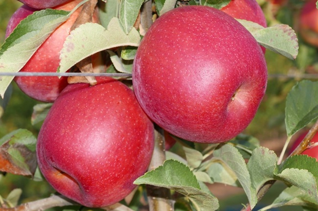 Hot Climate Partnership lanza ADORE, nueva marca de manzanas prémium adaptadas a climas cálidos 1 Hot Climate Partnership lanza ADORE™, nueva marca de manzanas prémium adaptadas a climas cálidos