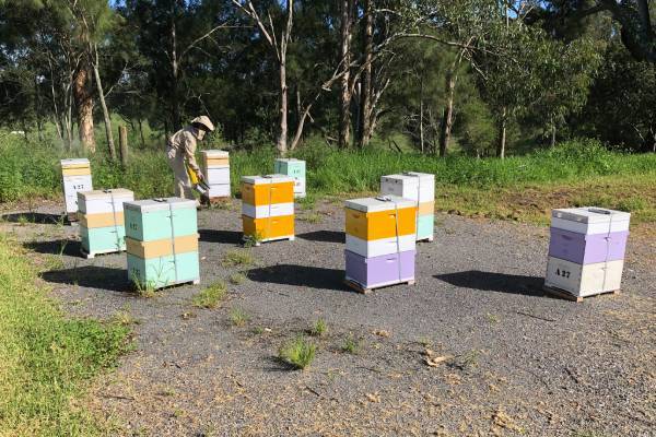 Más que un dulce hogar: el rol de las colmenas en la supervivencia de las abejas 1 colmenas