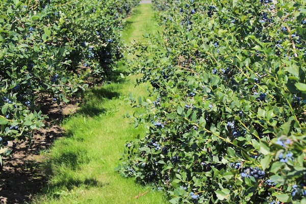Wish Farms inicia una nueva etapa de liderazgo con el sabor y las variedades de alto rendimiento como protagonistas 3 Arandanos shutterstock 461346643 1024x683 1