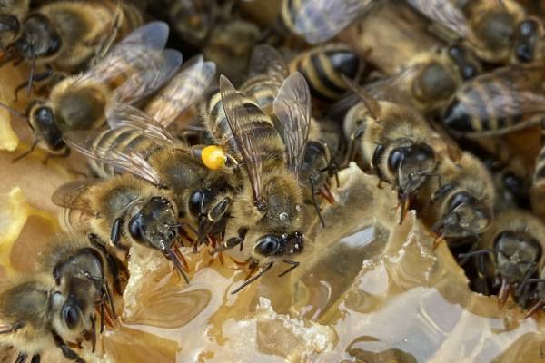 Más que un dulce hogar: el rol de las colmenas en la supervivencia de las abejas 3 Imagen créditos Kenya Fernandes.