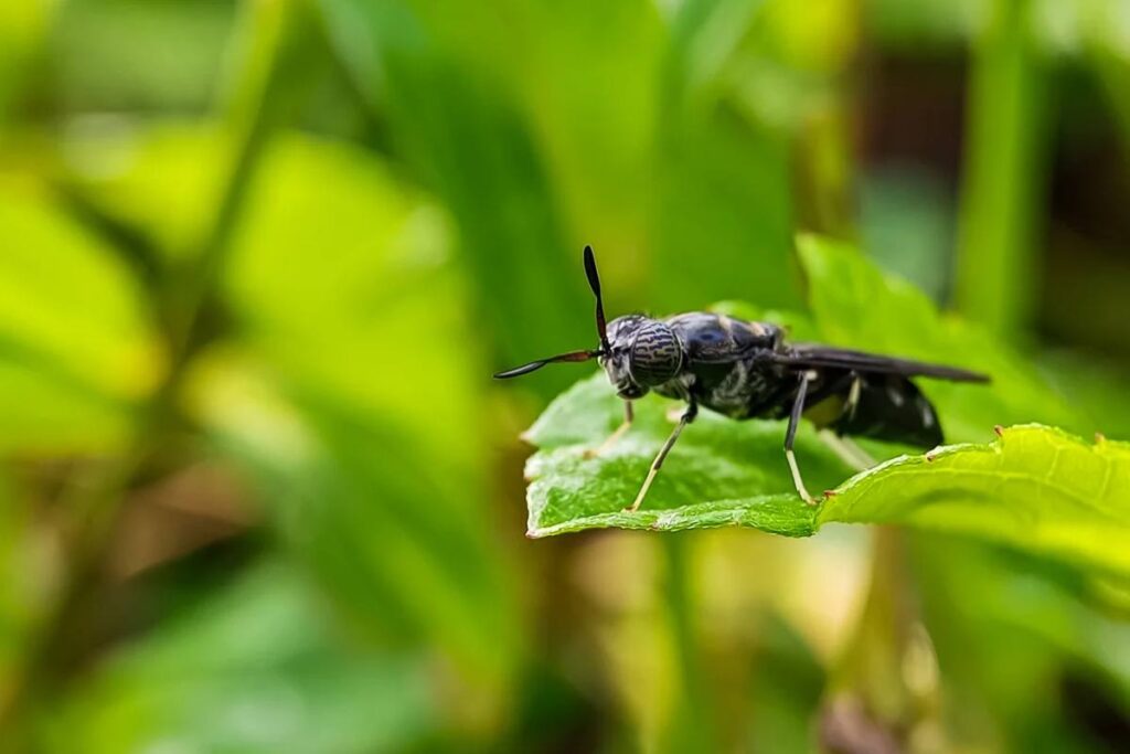 Mosca soldado negra: un pequeño organismo con gran potencial