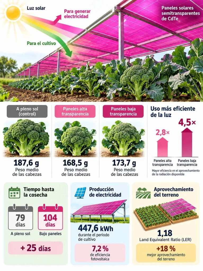 cultivo de brócoli