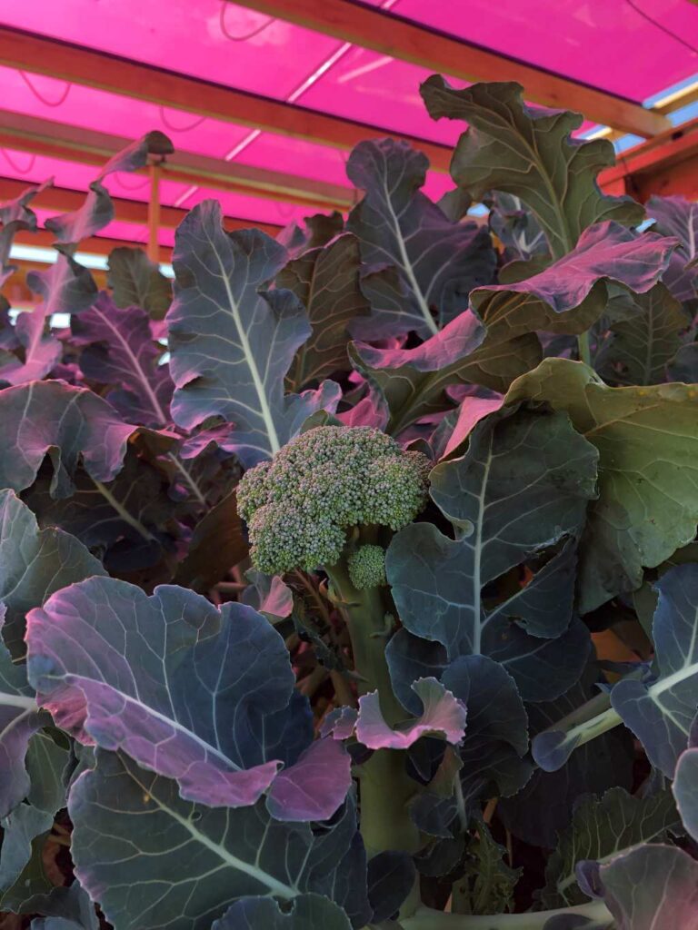cultivo de brócoli