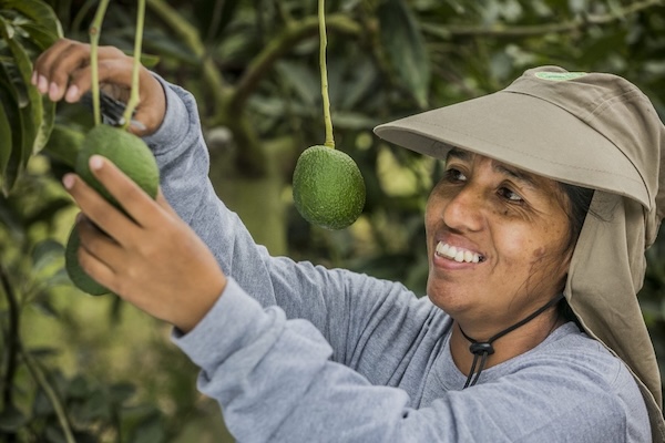 Camposol avanza hacia un programa de abastecimiento de aguacates de 52 semanas 2 Camposol 2