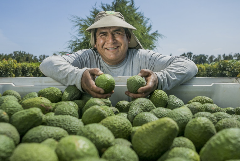 Camposol avanza hacia un programa de abastecimiento de aguacates de 52 semanas 1 Camposol