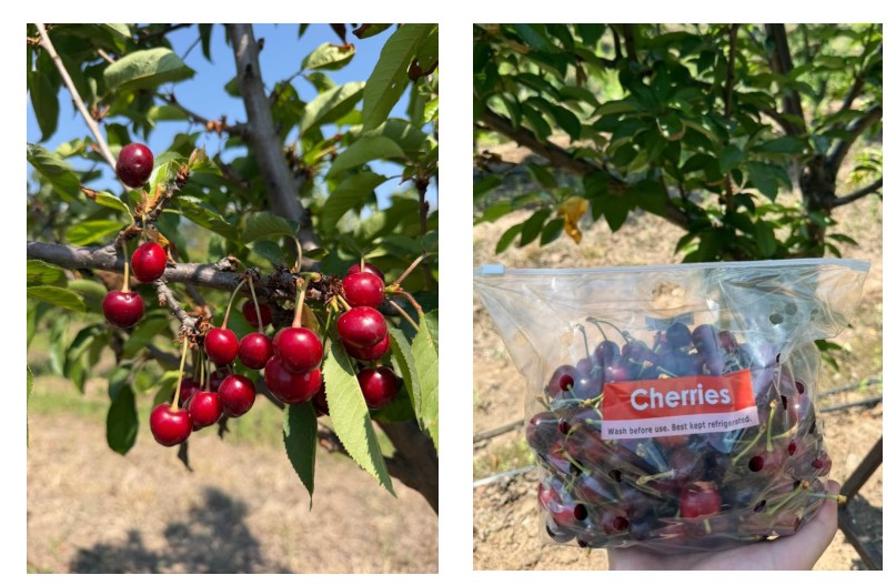 Proyecto de cerezas ultratempranas en Argentina comienza a mostrar resultados cada vez más concretos 1 Proyecto de cerezas ultratempranas en Argentina comienza a mostrar resultados cada vez más concretos